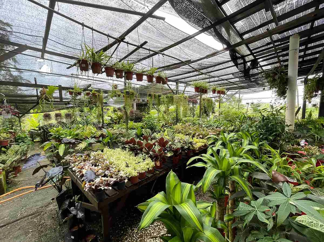9 Vườn ươm cây xanh hàng đầu tại Johor Bahru cho người yêu thiên nhiên
