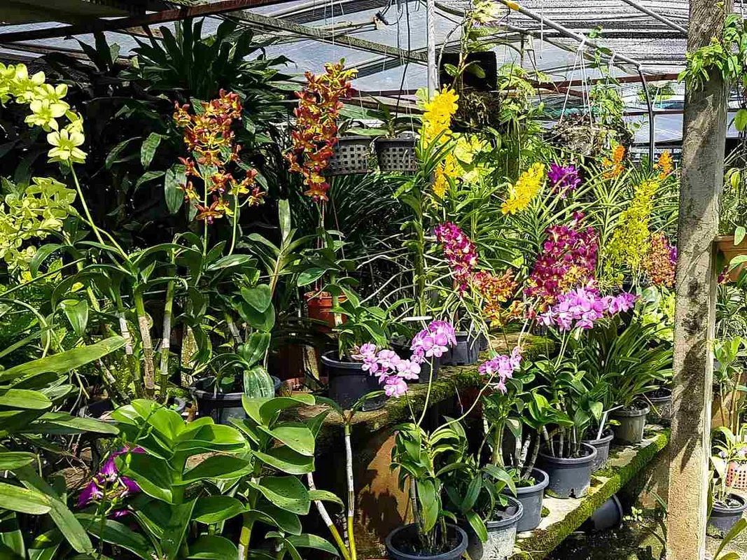 Top 9 Plant Nurseries in Johor Bahru for Nature Lovers