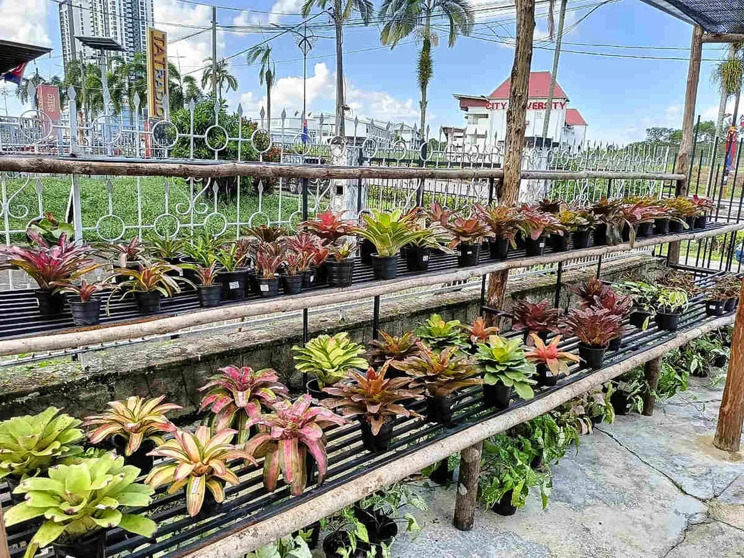 9 Vườn ươm cây xanh hàng đầu tại Johor Bahru cho người yêu thiên nhiên