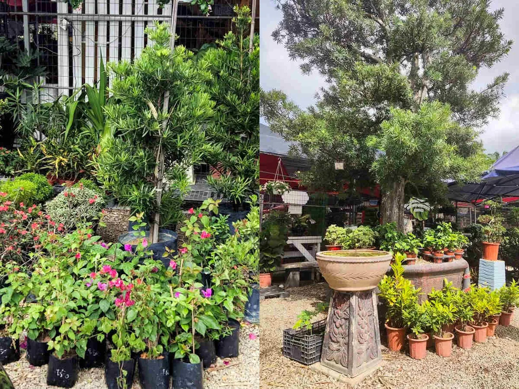 9 Vườn ươm cây xanh hàng đầu tại Johor Bahru cho người yêu thiên nhiên