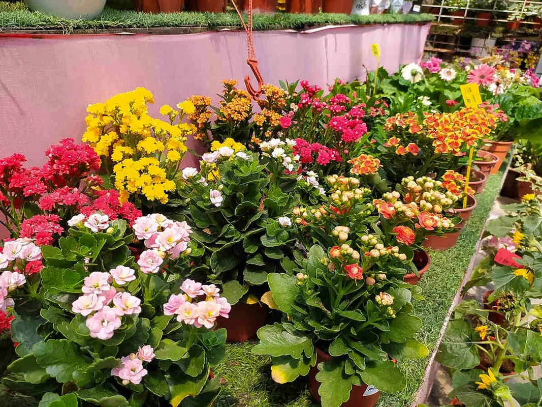 9 Vườn ươm cây xanh hàng đầu tại Johor Bahru cho người yêu thiên nhiên