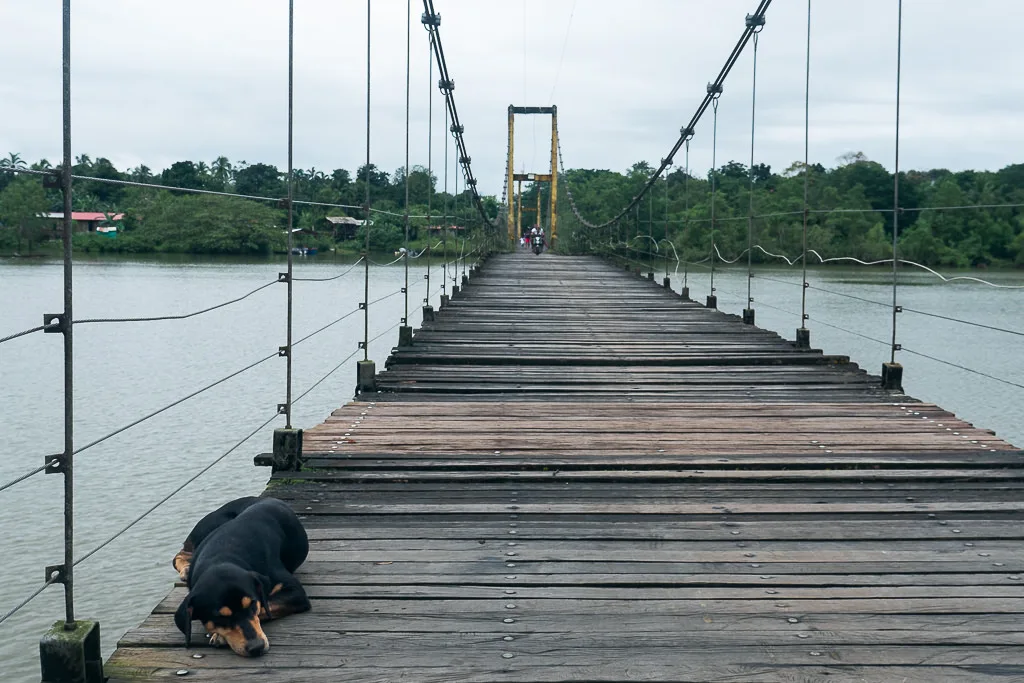 Bật Mí Bahía Solano: Xem Cá Voi Ở Bờ Biển Đầy Hoang Sơ Colombia