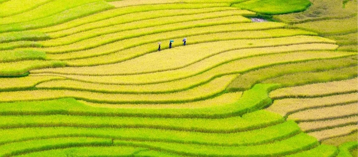Cẩm Nang Chụp Ảnh Tại Mù Cang Chải: Điểm Đến Tuyệt Vời Cho Các Nhà Nhiếp Ảnh