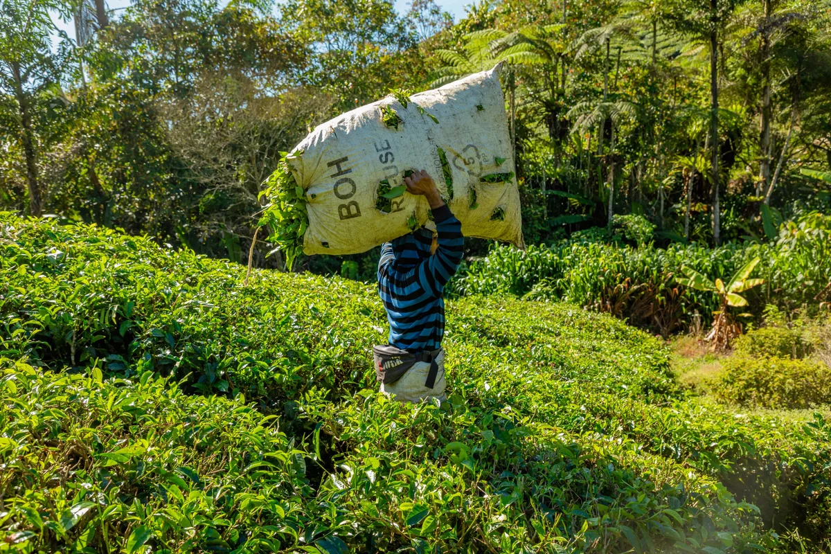 Rediscovering Cameron Highlands After 15 Years