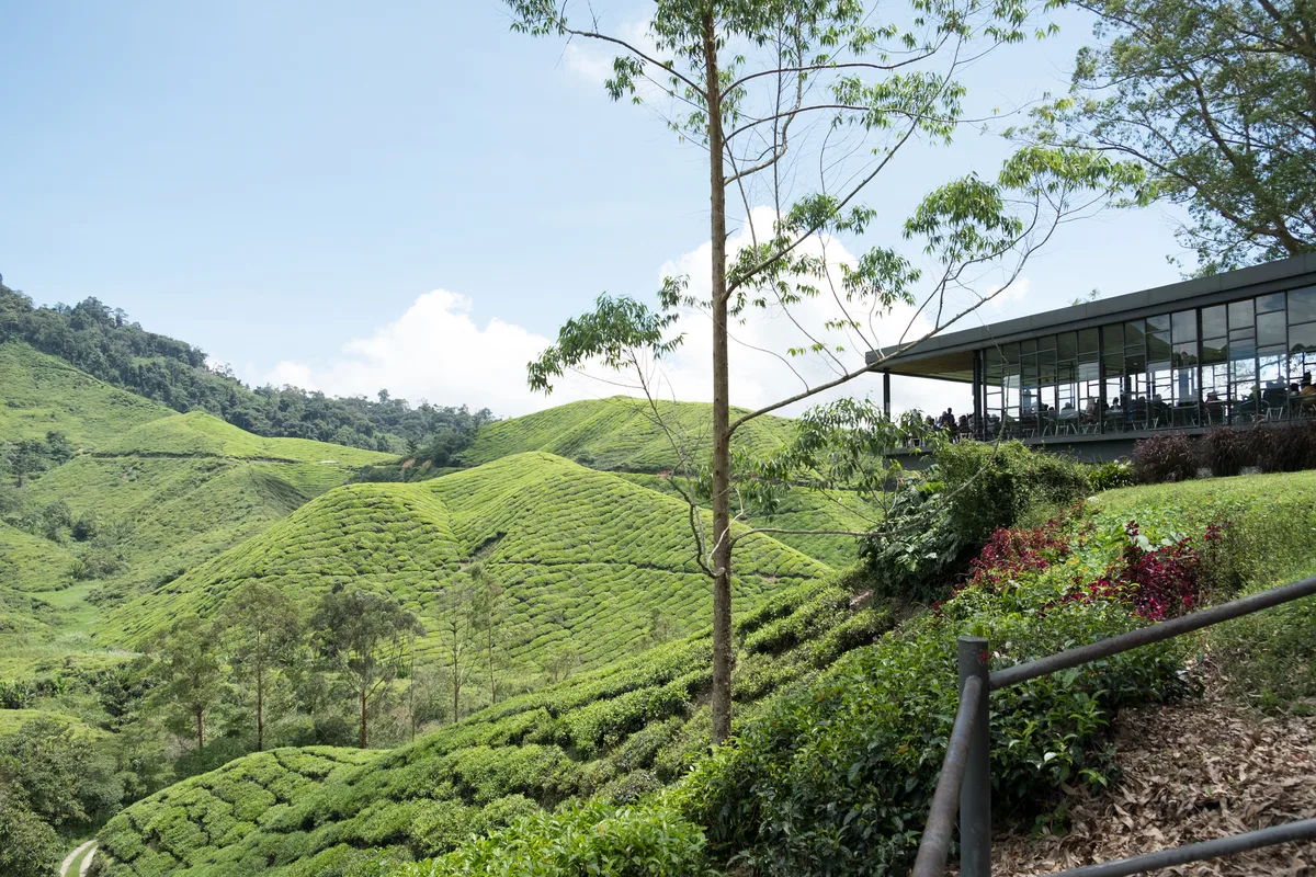 Cameron Highlands: Những Bí Mật Lẩn Khuất Giữa Đồi Trà và Mây Mù