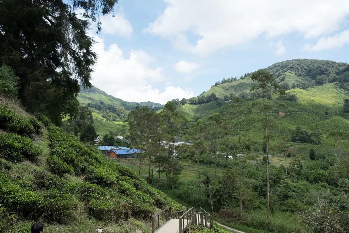 Cameron Highlands: Những Bí Mật Lẩn Khuất Giữa Đồi Trà và Mây Mù