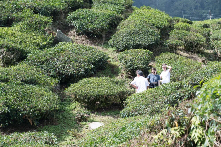 Cameron Highlands: Những Bí Mật Lẩn Khuất Giữa Đồi Trà và Mây Mù