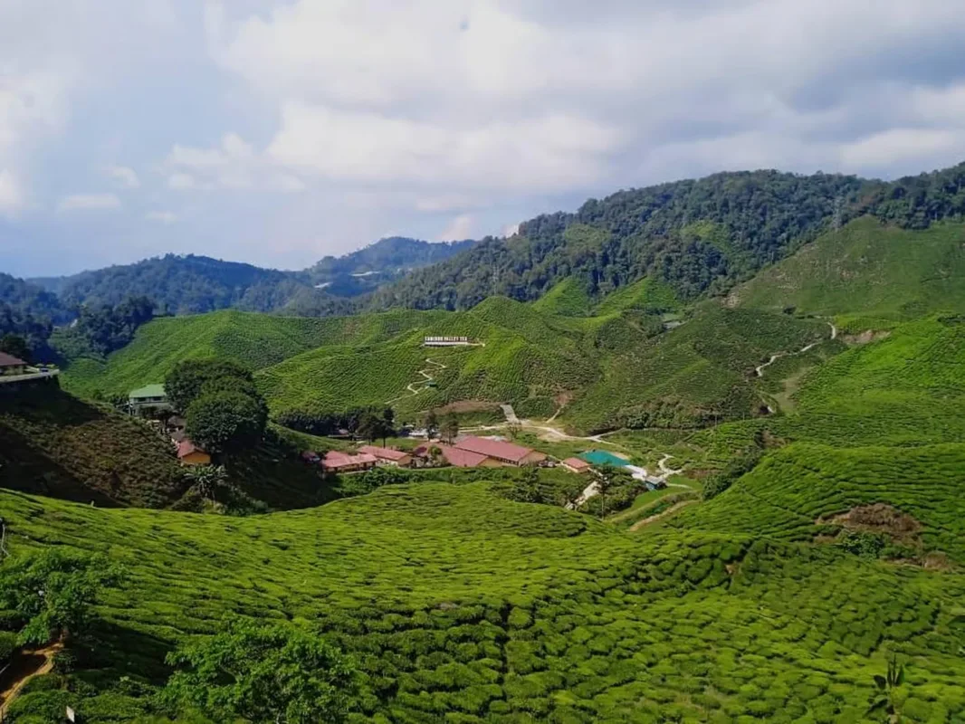 Cameron Highlands: Những Bí Mật Lẩn Khuất Giữa Đồi Trà và Mây Mù