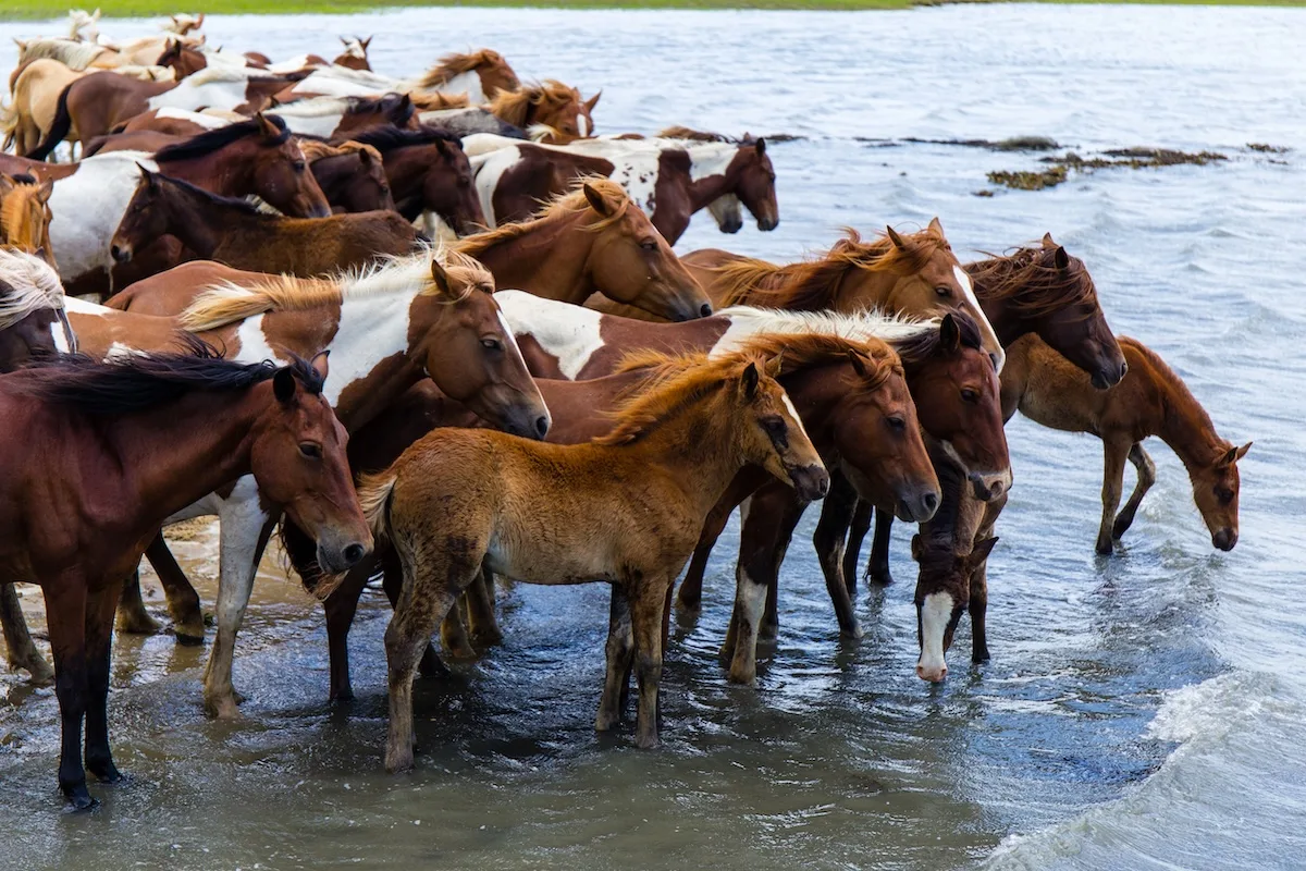 Chincoteague: Hòn Đảo Thanh Bình Ở Virginia Với Biển Trống Và Những Đêm Yên Tĩnh