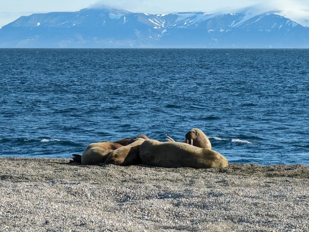 Explore the Arctic and Antarctic with Aurora Expeditions