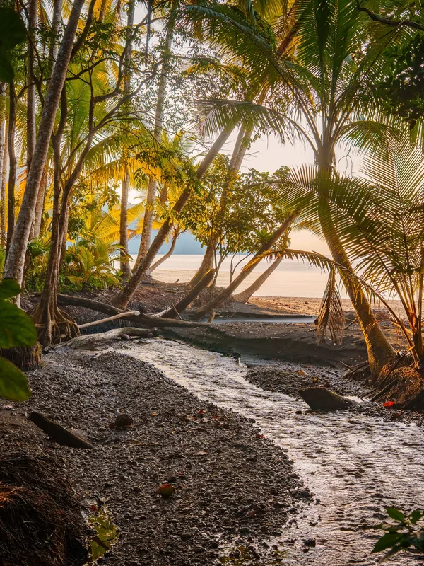 Golfo Dulce: Thiên Đường Hoang Sơ Ẩn Mình ở Costa Rica