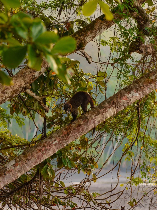 Golfo Dulce: Thiên Đường Hoang Sơ Ẩn Mình ở Costa Rica