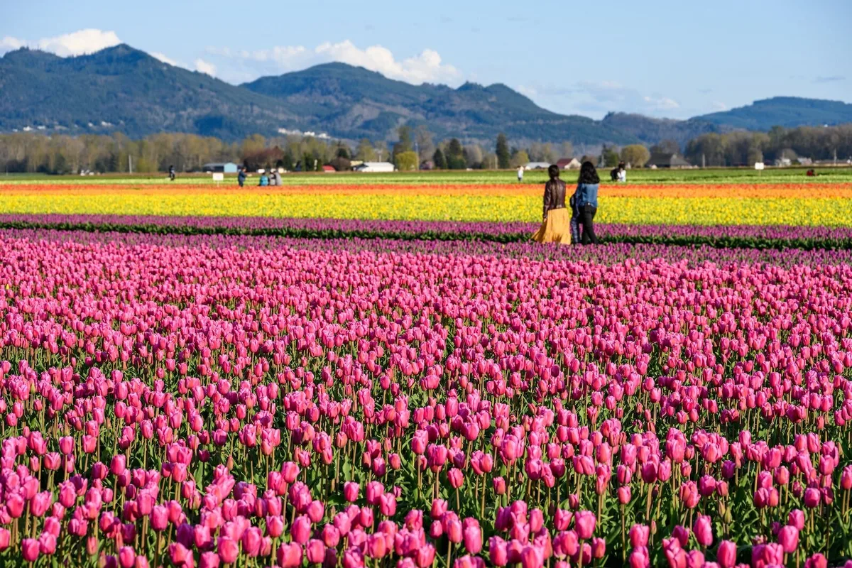 Hành Trình Dọc Đường Đến Xứ Hoa Tulip Của Washington