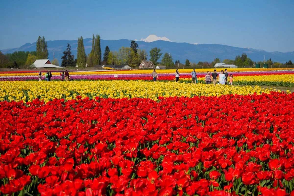 Hành Trình Dọc Đường Đến Xứ Hoa Tulip Của Washington