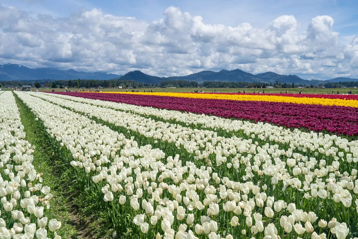 Hành Trình Dọc Đường Đến Xứ Hoa Tulip Của Washington