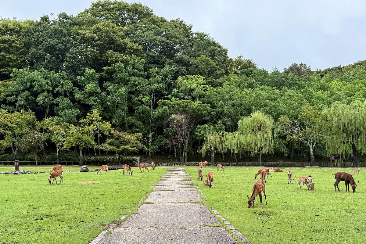 Hành Trình Tìm Kiếm Sự Tái Sinh Trên Đường Mòn Kumano Kodo