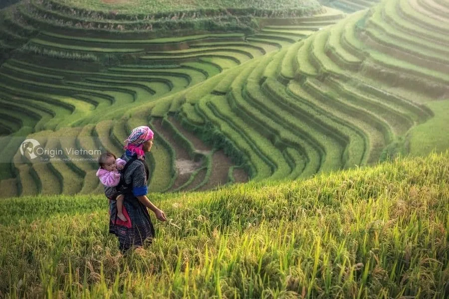 Hành Trình Từ Hà Nội Đến Mù Căng Chải: Hướng Dẫn Du Lịch Thực Tế