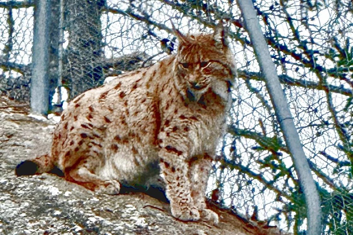 Khách Sạn Zoo des Marécottes: Kỳ Nghỉ Núi Tuyệt Vời Tại Thụy Sĩ