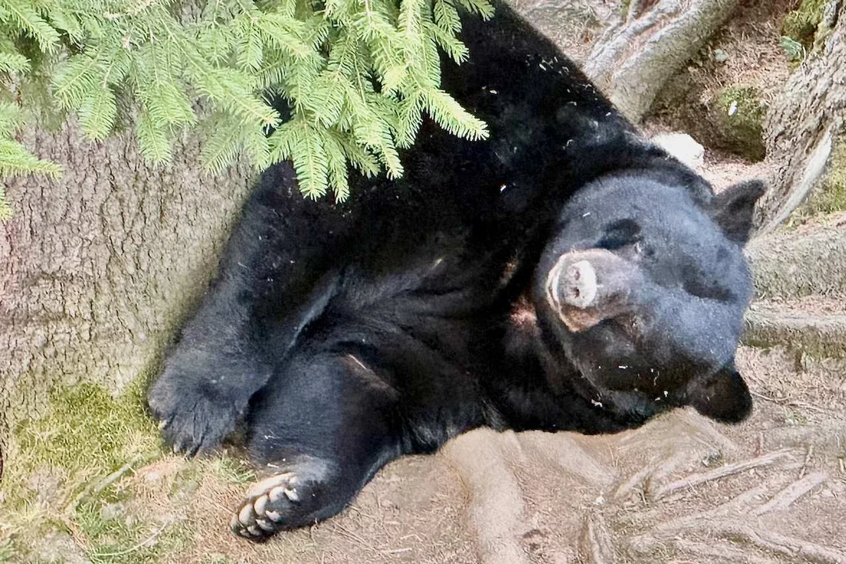 Khách Sạn Zoo des Marécottes: Kỳ Nghỉ Núi Tuyệt Vời Tại Thụy Sĩ