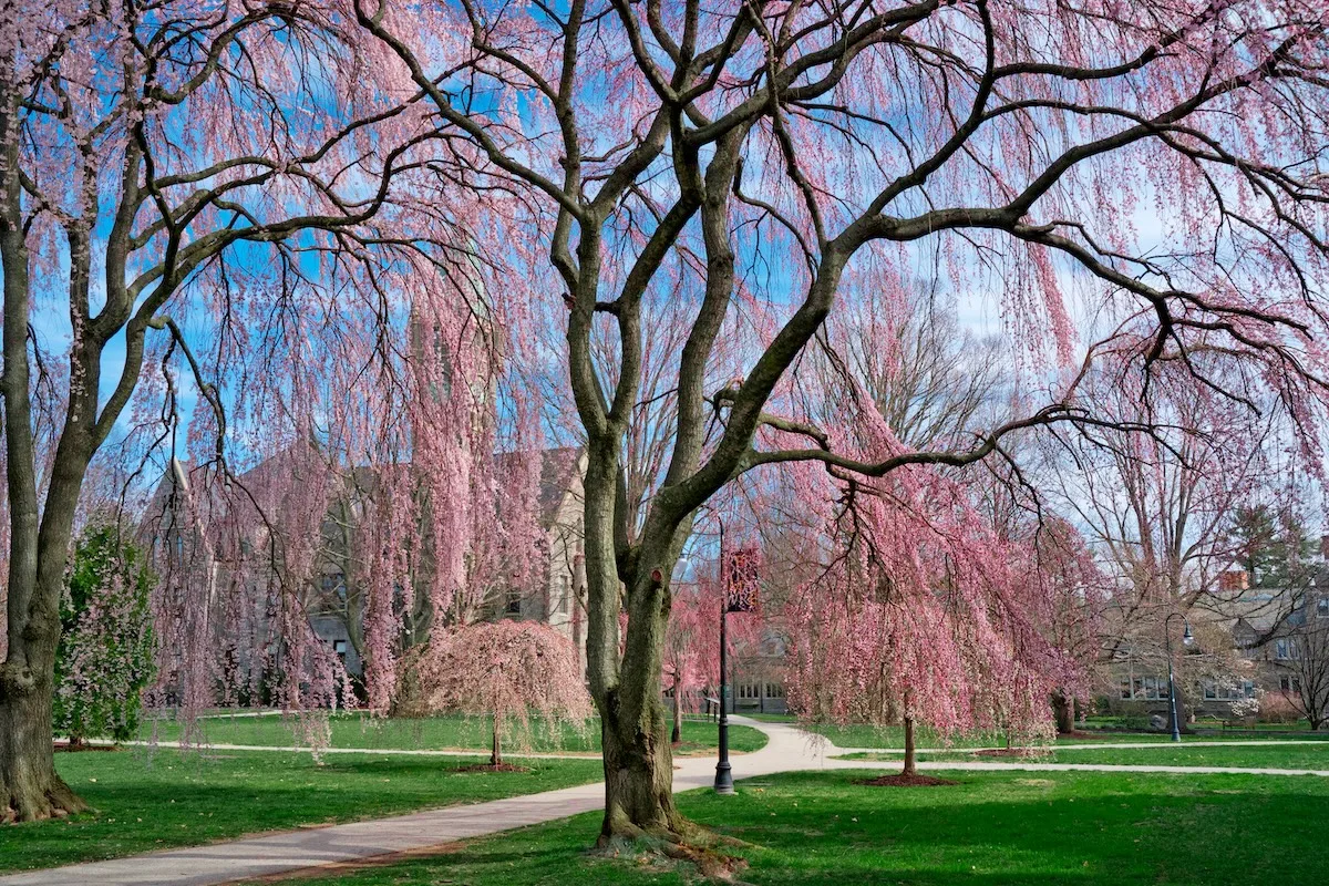 Discover the 17 Most Beautiful College Campuses in the U.S.