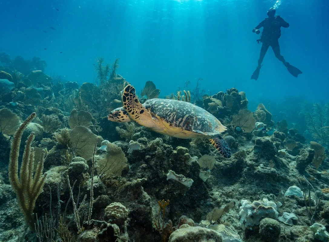 Khám Phá Belize: Những Người Bảo Tồn Rạn San Hô và Những Trải Nghiệm Độc Đáo