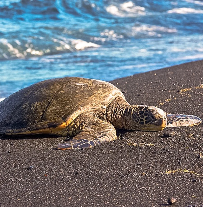 Khám Phá Big Island: 10 Trải Nghiệm Đáng Nhớ Tại Hawaii