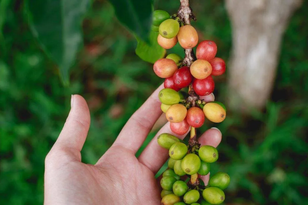 Khám Phá Big Island: 10 Trải Nghiệm Đáng Nhớ Tại Hawaii