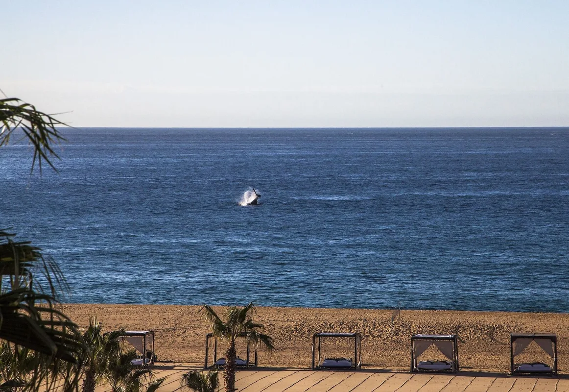 Khám Phá Cabo San Lucas: Kỳ Nghỉ Yên Tĩnh và Những Trải Nghiệm Đáng Nhớ