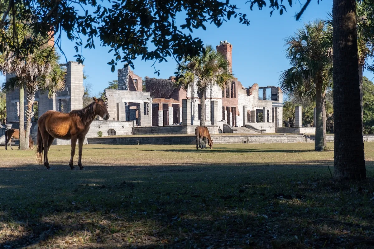 Khám Phá Đảo Cumberland: Thiên Đường Hoang Dã Gần Savannah, Georgia