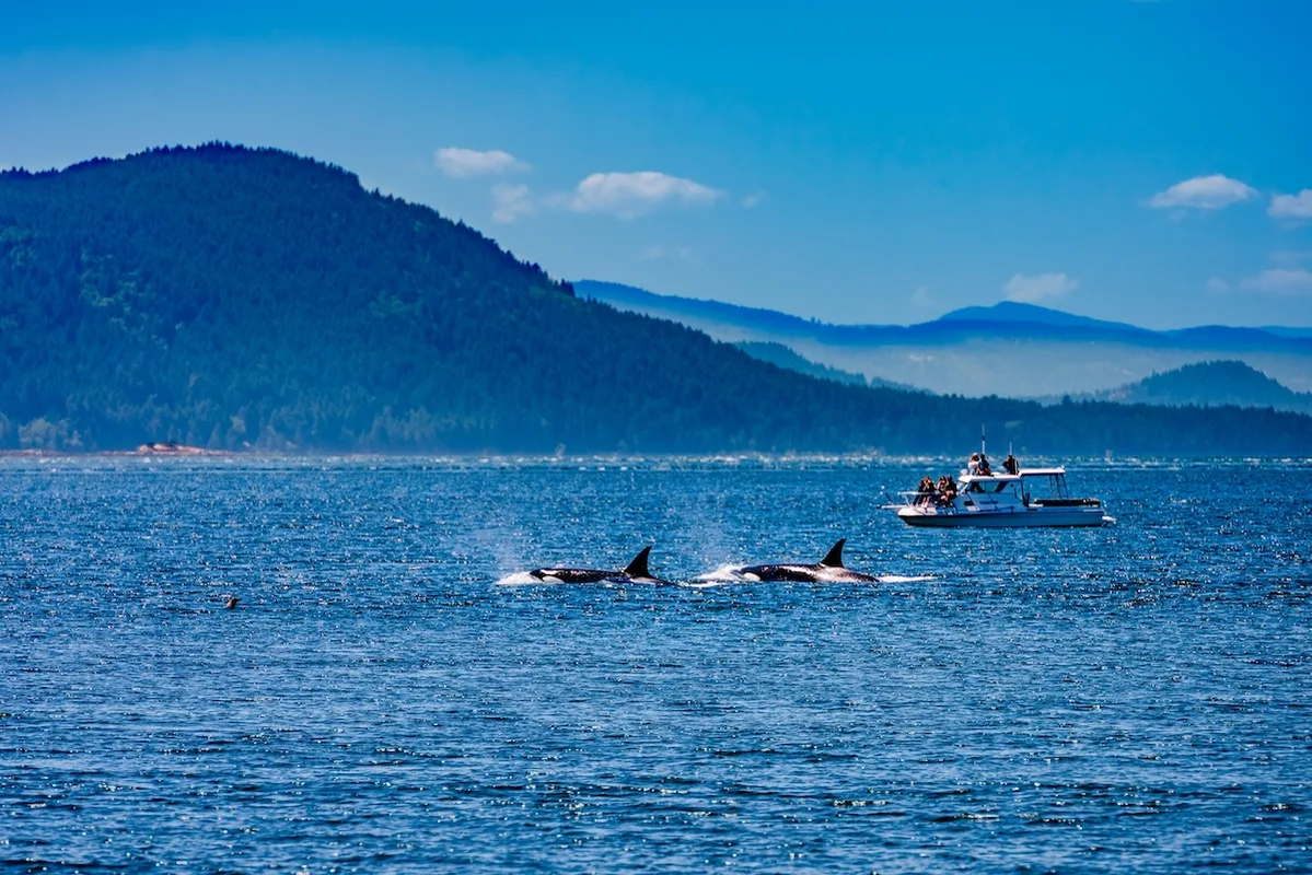 Khám Phá Đảo Orcas: Thiên Đường Bình Yên Ở Washington