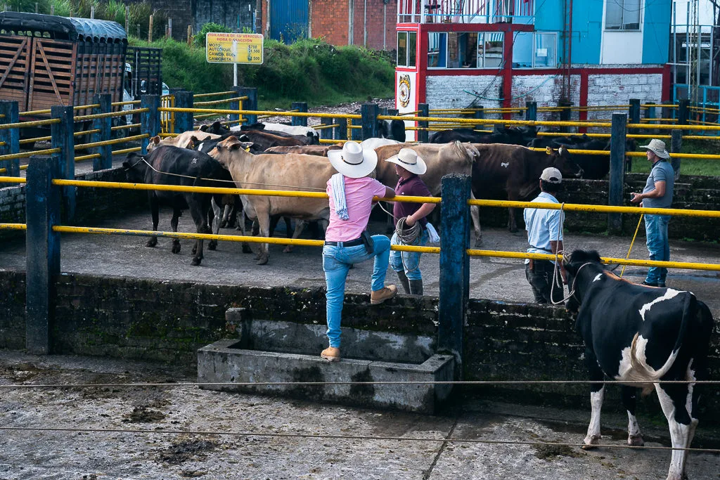 Khám Phá Filandia - Ngôi Làng Bí Mật Của Colombia