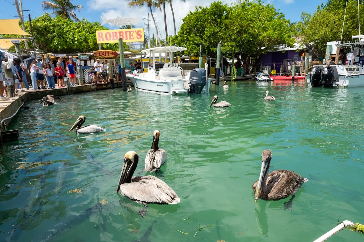 Khám Phá Islamorada: Thiên Đường Biển Cách Miami Chỉ 90 Phút