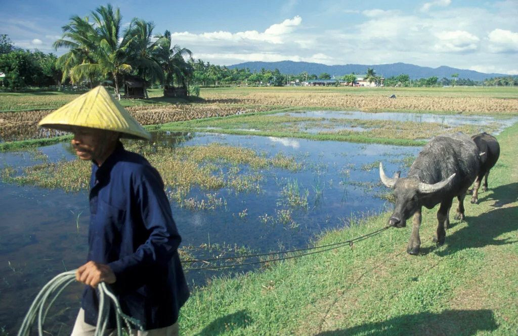 Khám Phá Langkawi: Thiên Đường Bãi Biển, Rừng Ngập Mặn và Thác Nước
