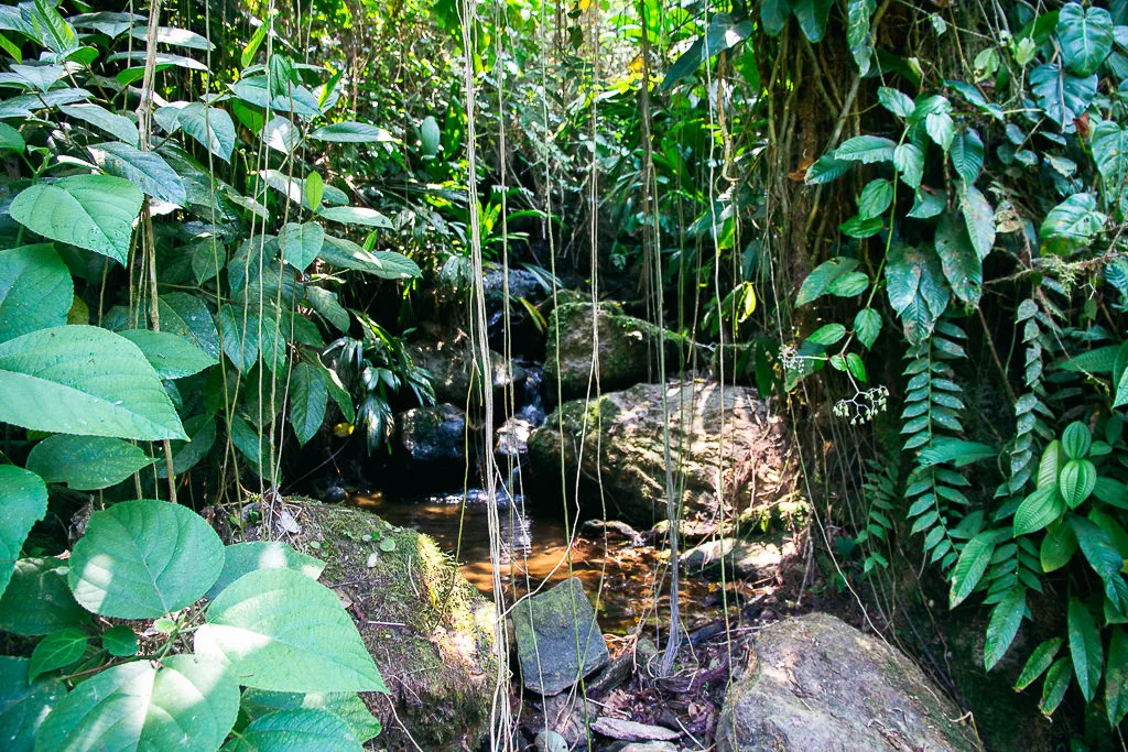 Khám Phá Lost City Ở Colombia: 5 Ngày Đầy Thách Thức