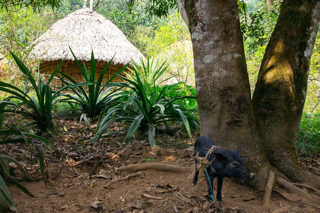 Khám Phá Lost City Ở Colombia: 5 Ngày Đầy Thách Thức