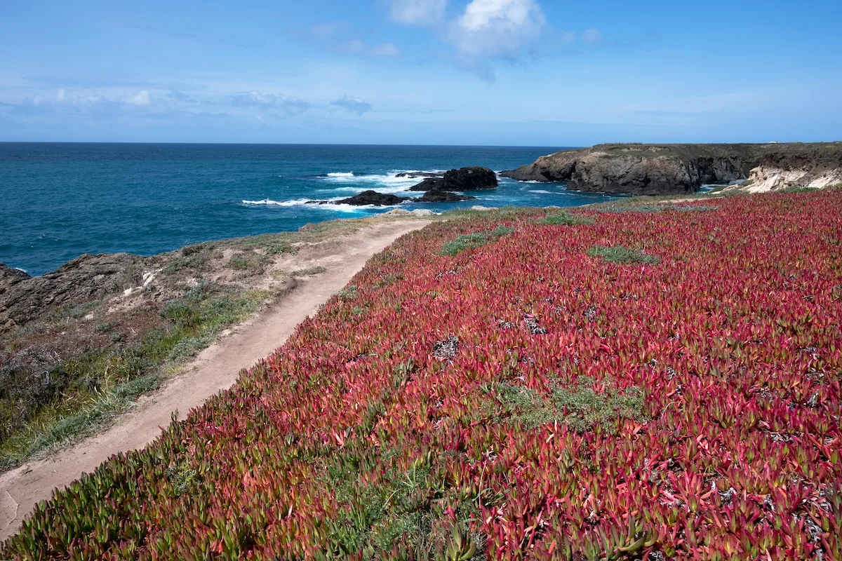 Khám Phá Mendocino: Thị Trấn Nhỏ Bên Bờ Biển California