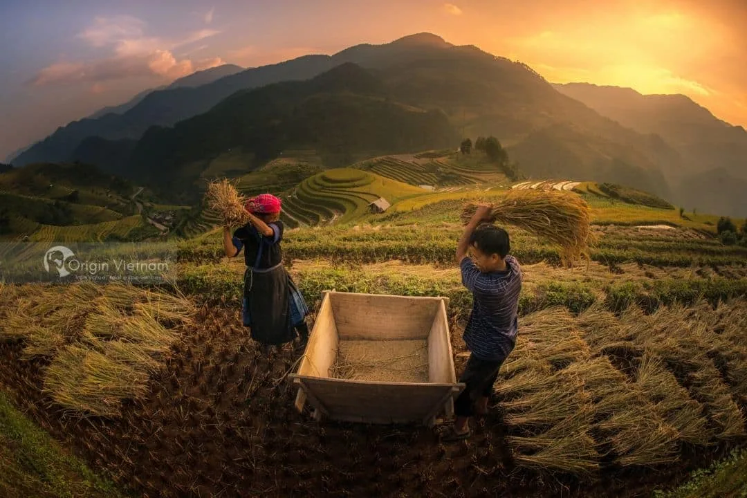 Khám Phá Mu Cang Chai: Hướng Dẫn Du Lịch Chi Tiết Cho Bạn