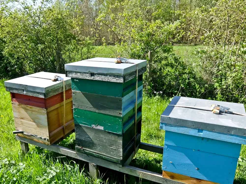 Khám Phá Rừng Quốc Gia North Leicestershire: Đi Bộ và Xe Đạp Điện