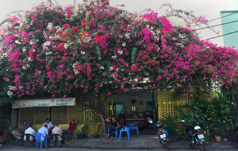 Khám Phá Sài Gòn: Thế Giới Hỗn Loạn Đầy Hấp Dẫn