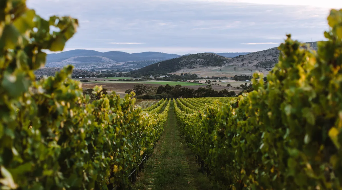 Khám Phá Tasmania: Thiên Đường Của Thiên Nhiên, Ẩm Thực Và Nghệ Thuật