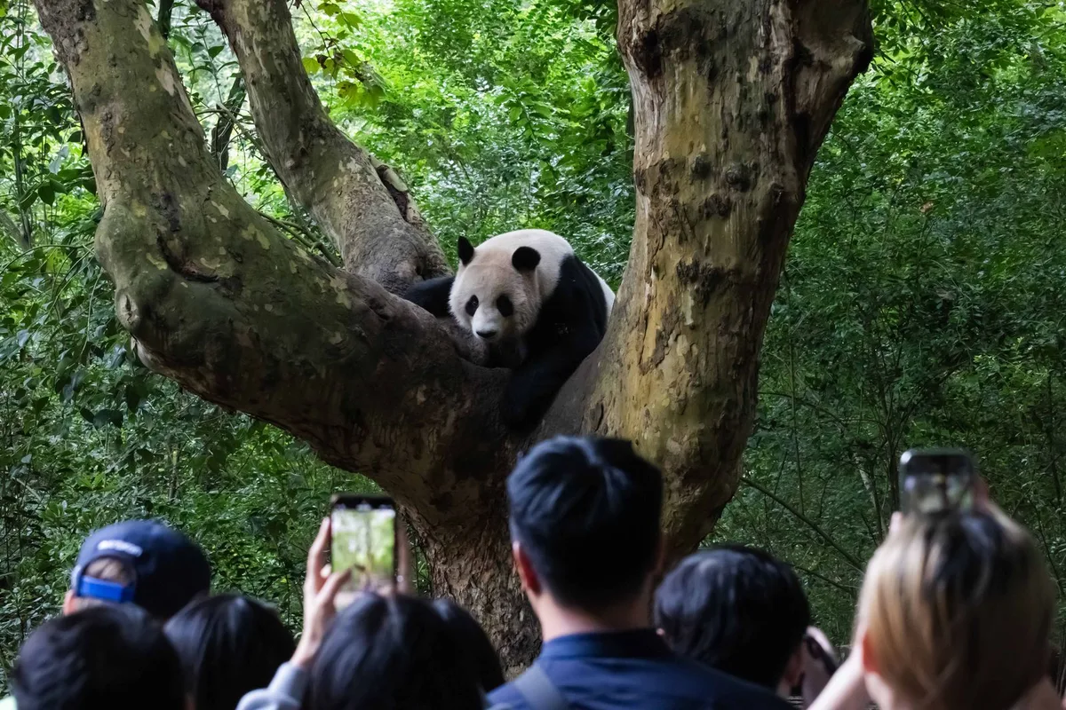 Khám Phá Thành Phố Đầy Sáng Tạo Chengdu: Thiên Đường Ẩm Thực và LGBTQ Tại Trung Quốc