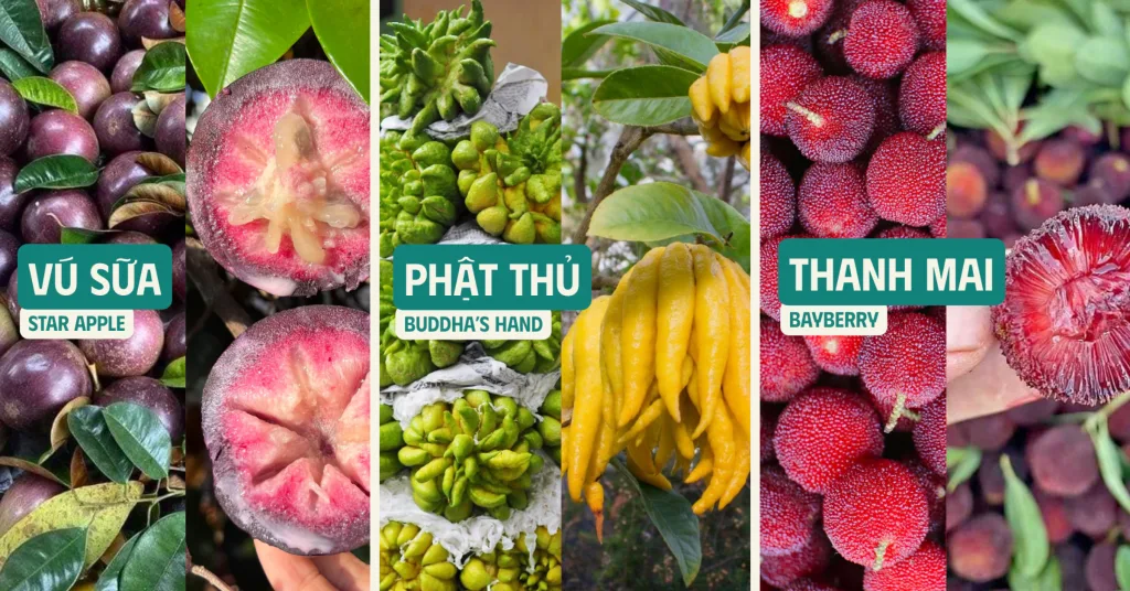 Khám Phá Trái Cây Nhiệt Đới Ngọt Ngào Tại Việt Nam: Những Điều Ít Biết