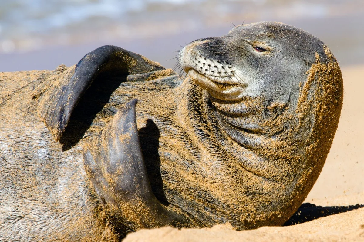 Khủng hoảng trên đảo Maui: Du khách có nguy cơ bị phạt 50.000 USD vì ném đá vào seal Hawaii