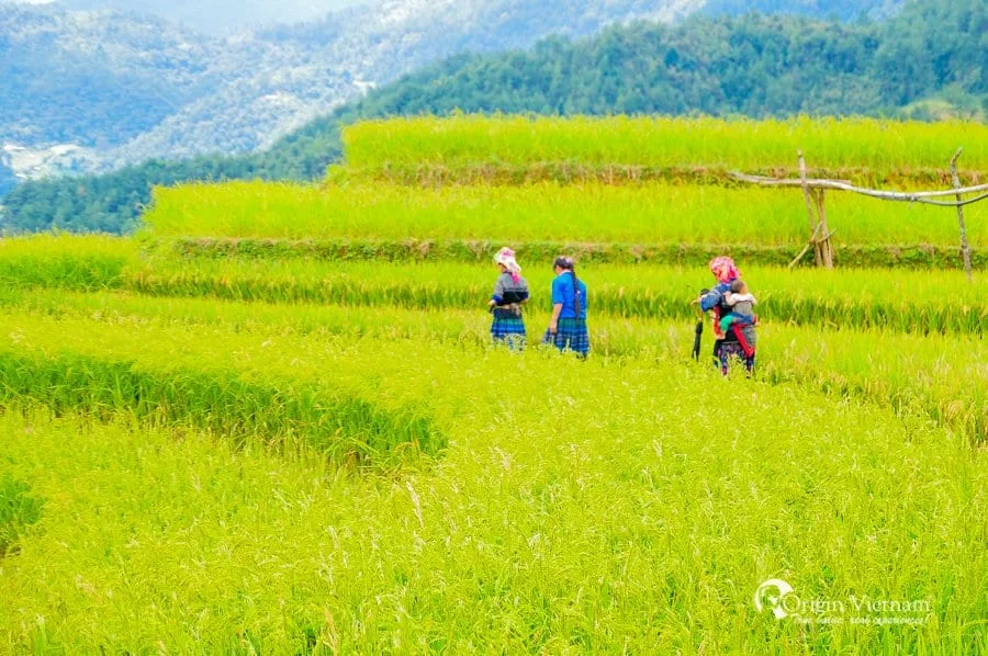 Lịch Trình Du Lịch Mù Cang Chải: Kinh Nghiệm 2 Ngày 1 Đêm và 3 Ngày 2 Đêm