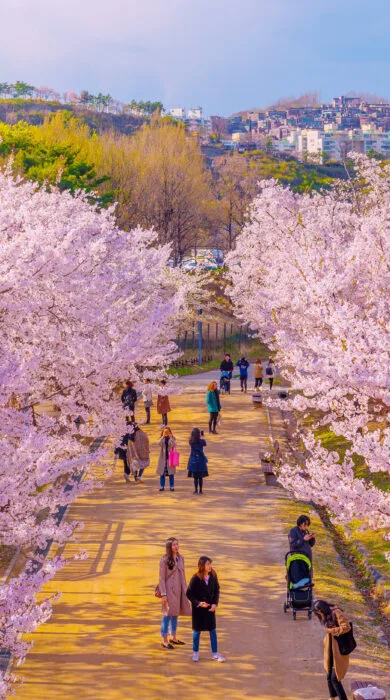 Captivating Cherry Blossom Spots Outside Japan: 9 Places to Enjoy Sakura Around the World
