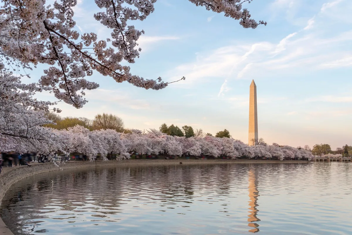 Ngắm Hoa Anh Đào Mỹ: Từ Seattle Đến Brooklyn