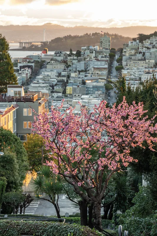 Ngắm Hoa Anh Đào Mỹ: Từ Seattle Đến Brooklyn