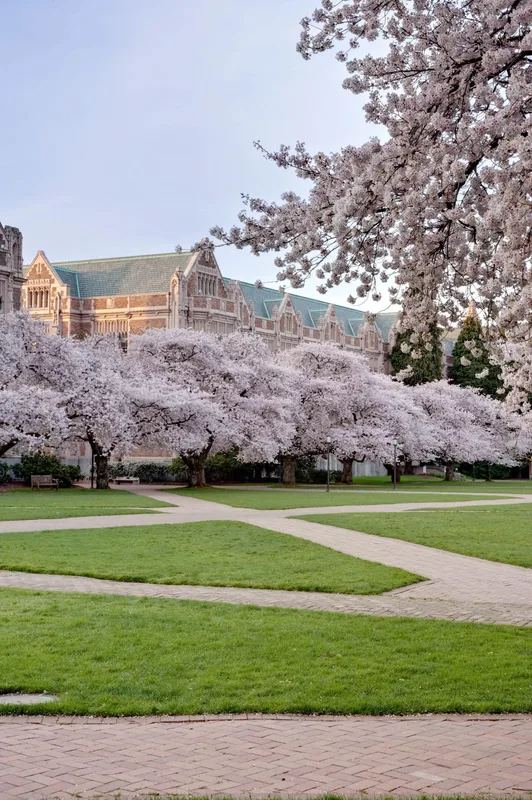 Ngắm Hoa Anh Đào Mỹ: Từ Seattle Đến Brooklyn