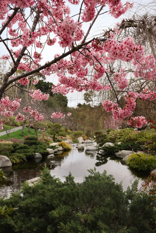 Ngắm Hoa Anh Đào Mỹ: Từ Seattle Đến Brooklyn