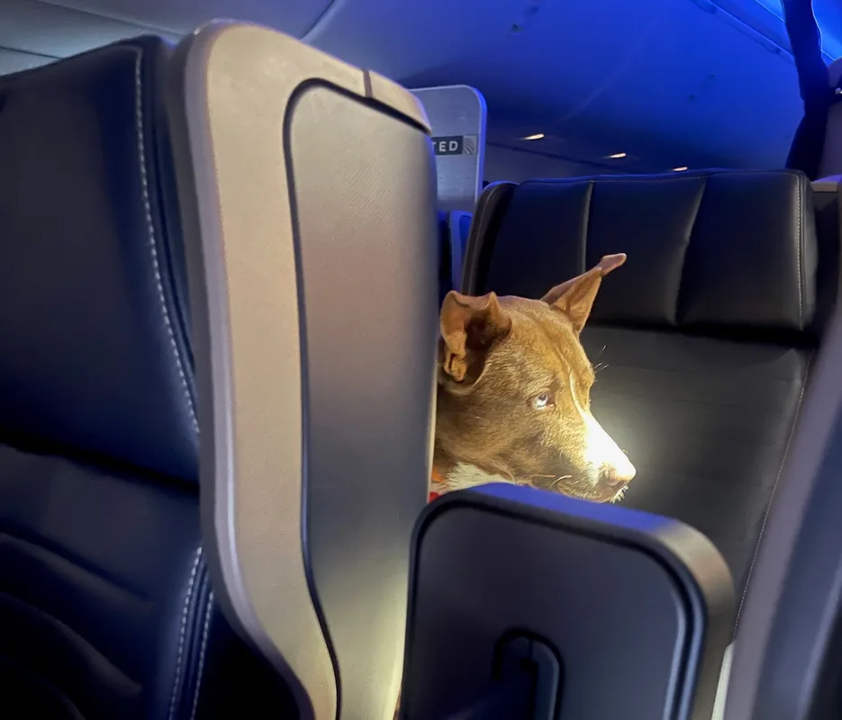 Ngồi đâu khi bay với thú cưng trên United Airlines? Bật mí từ trải nghiệm thực tế